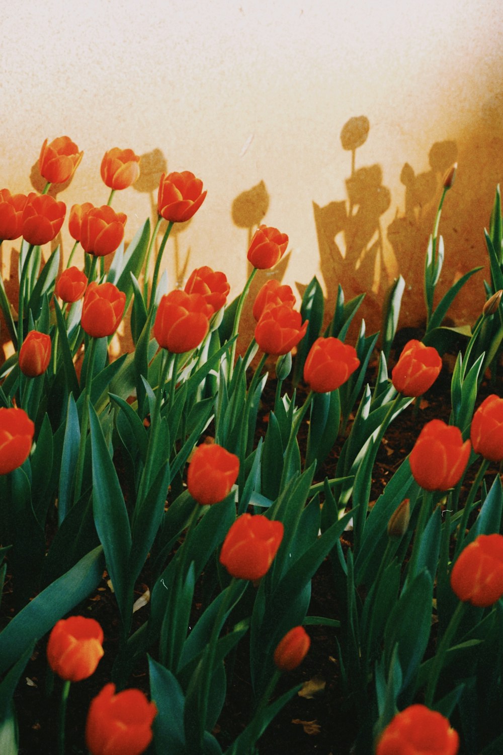 a bunch of red flowers that are in the grass