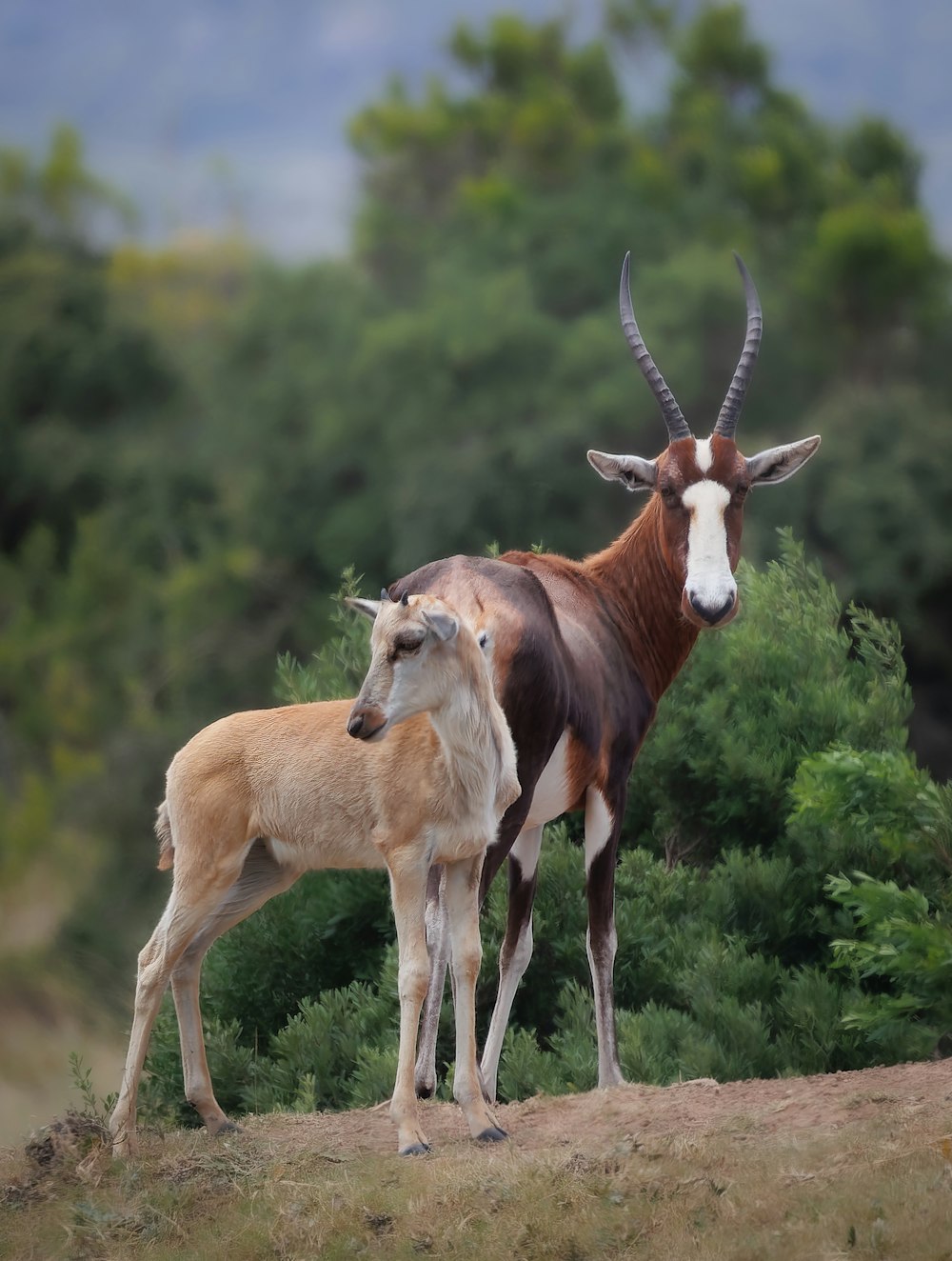 a couple of animals that are standing in the dirt