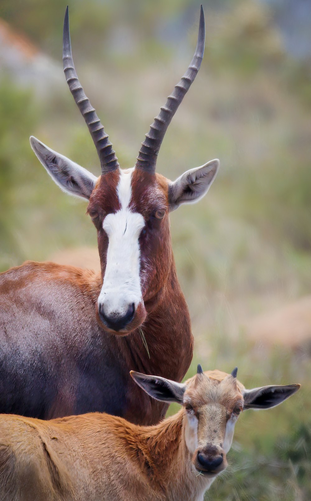 a couple of animals that are standing in the grass