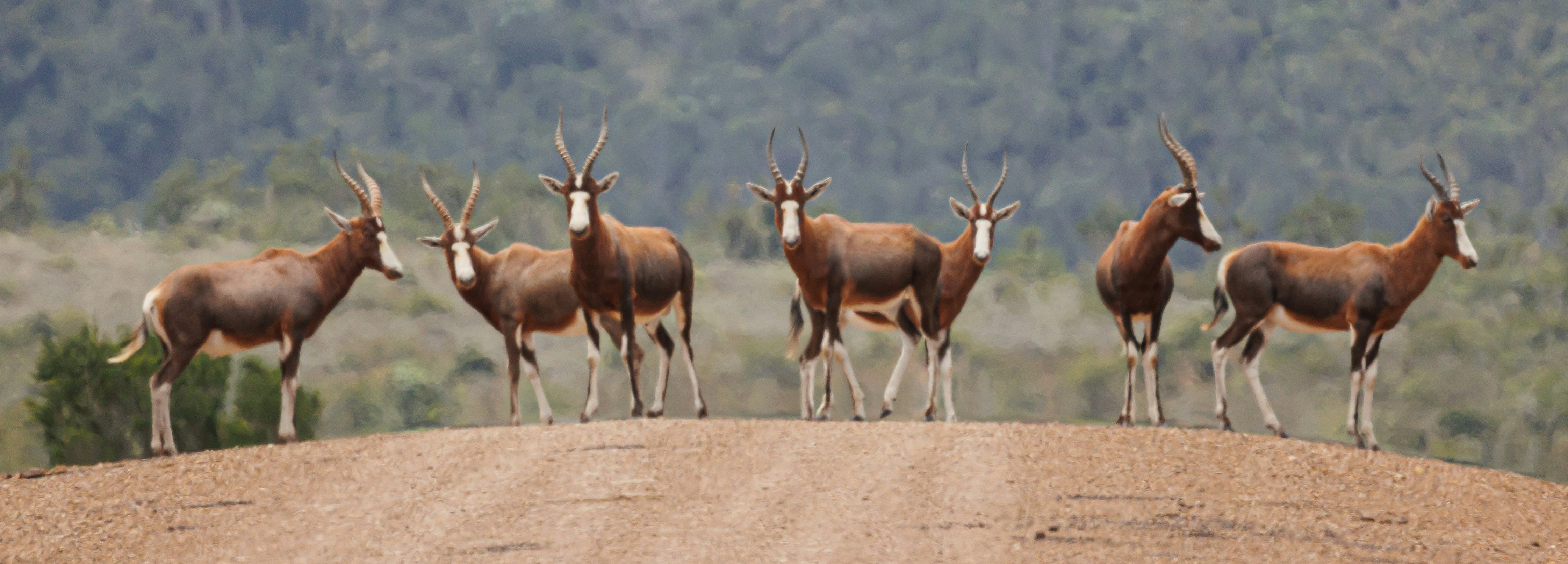 a herd of antelope standing on top of a dirt hill