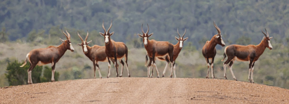 a herd of antelope standing on top of a dirt hill
