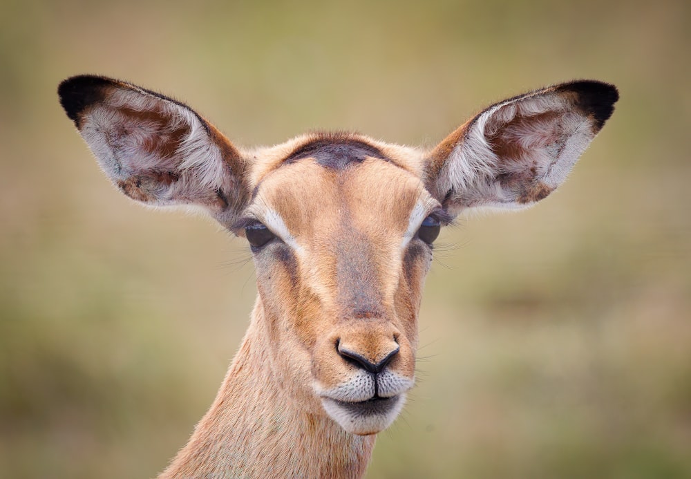 a close up of a deer's face with a blurry background