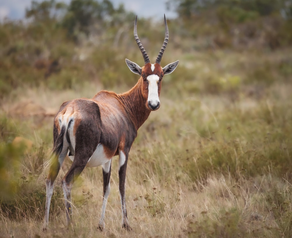 an antelope standing in a grassy field with trees in the background