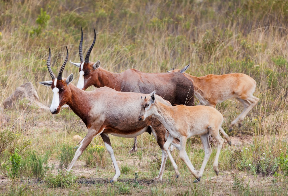 a herd of antelope walking across a grass covered field