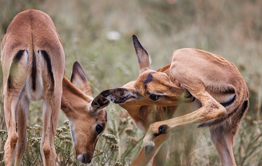 a couple of deer standing on top of a grass covered field