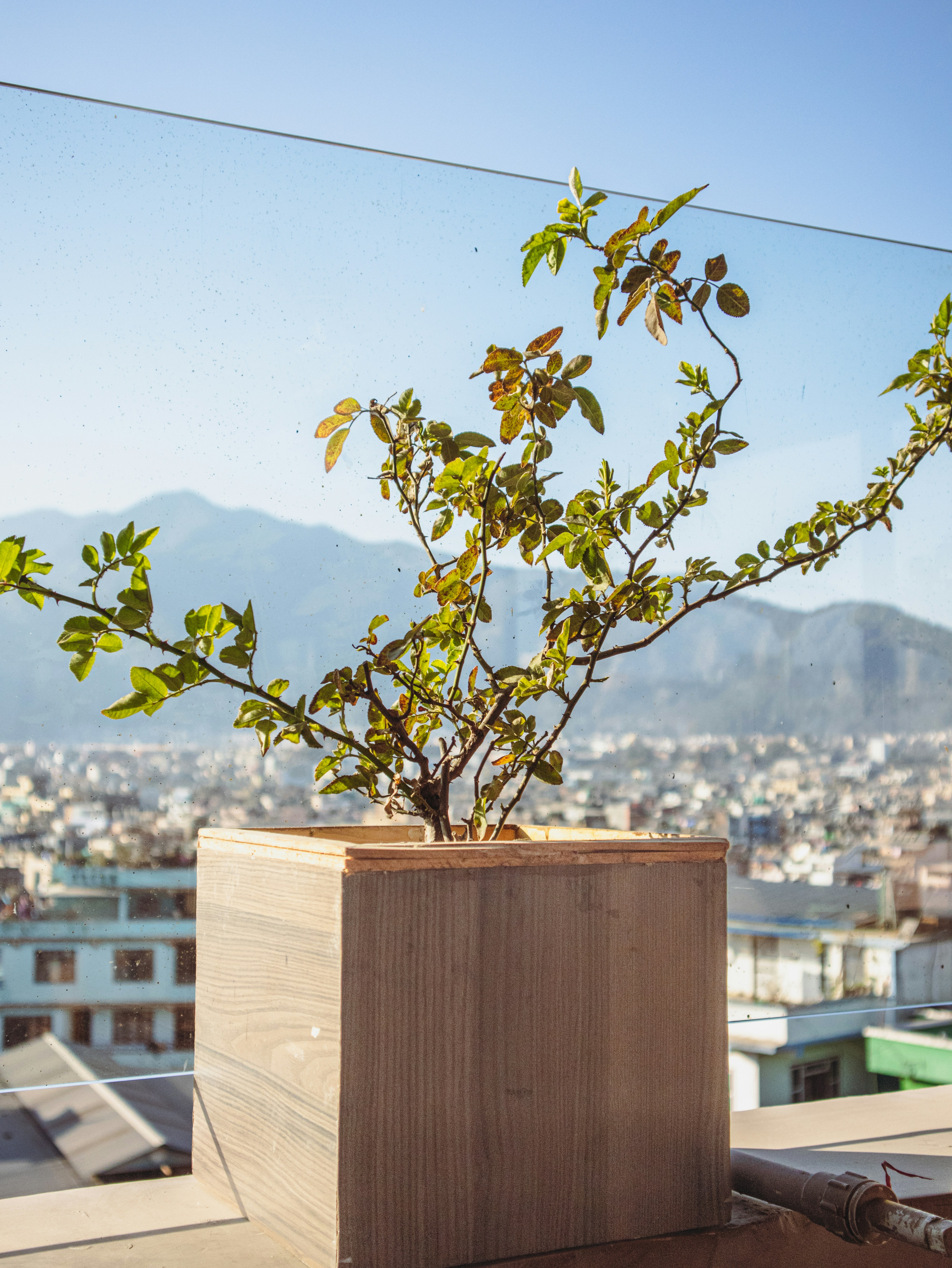 A plant in a wooden container on a ledge photo – Free Nature background ...