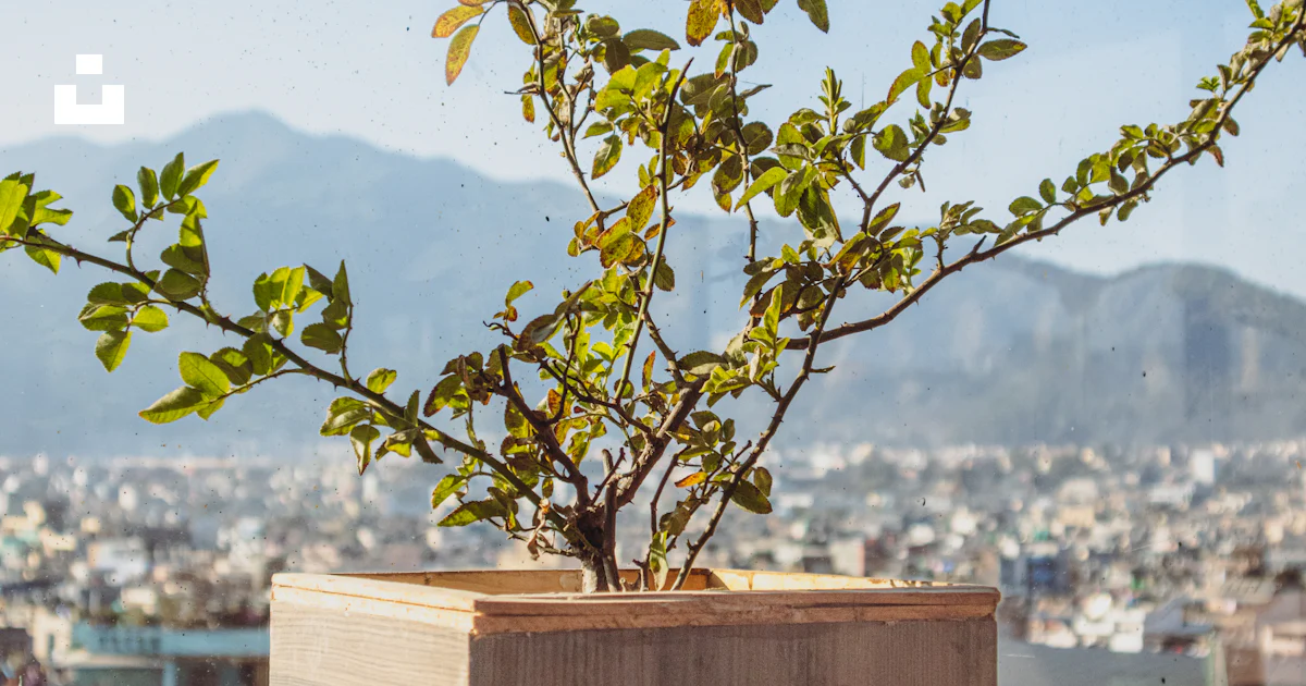 A plant in a wooden container on a ledge photo – Free Nature background ...