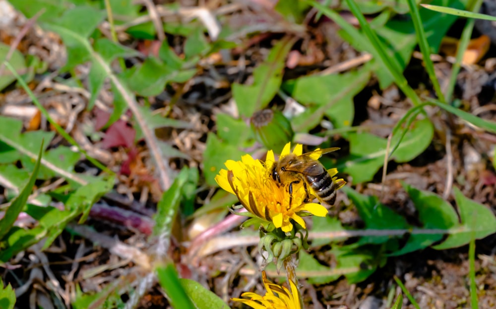 Una abeja está sentada sobre una flor amarilla