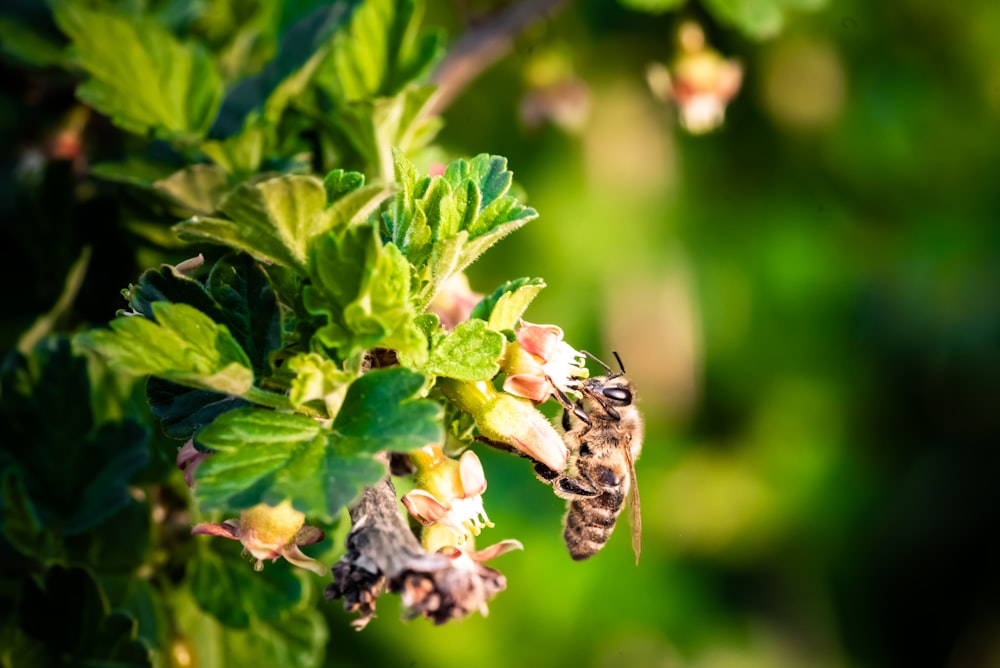 a close up of a bee on a plant