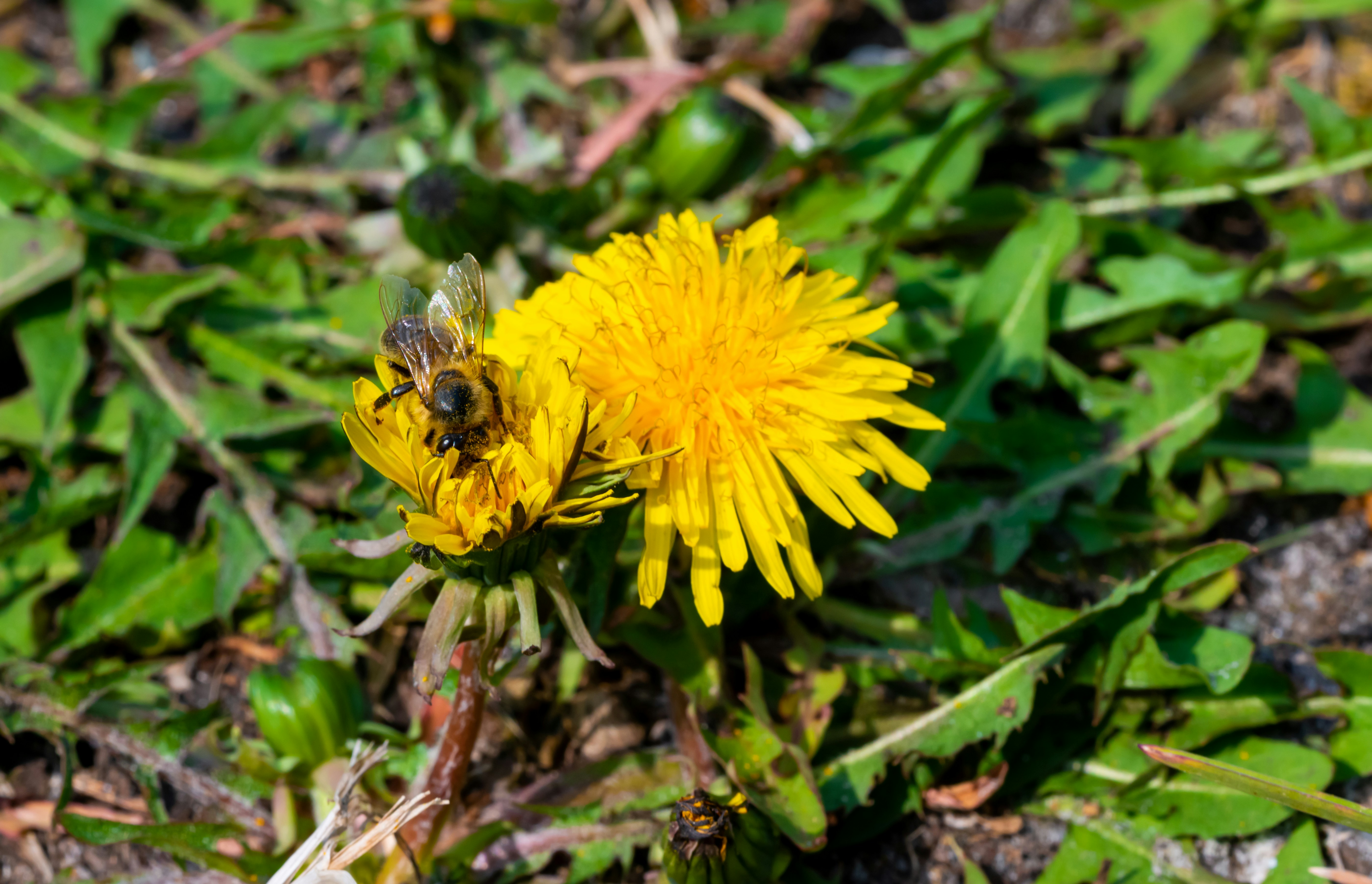 a yellow flower with a bee on it