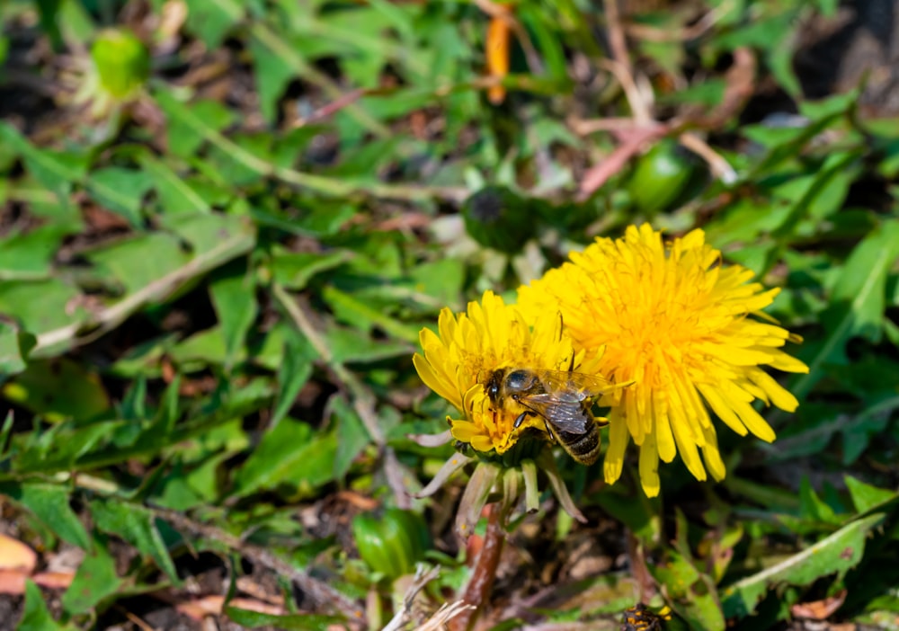Una abeja está sentada sobre un diente de león en la hierba
