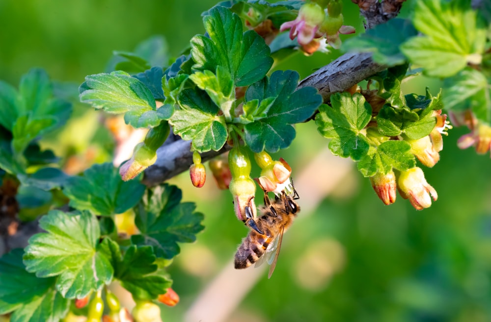 a honeybee on a branch of a tree