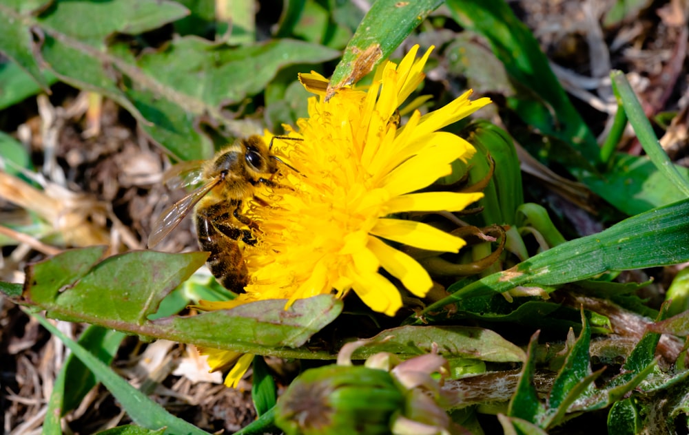 una abeja en una flor amarilla en la hierba