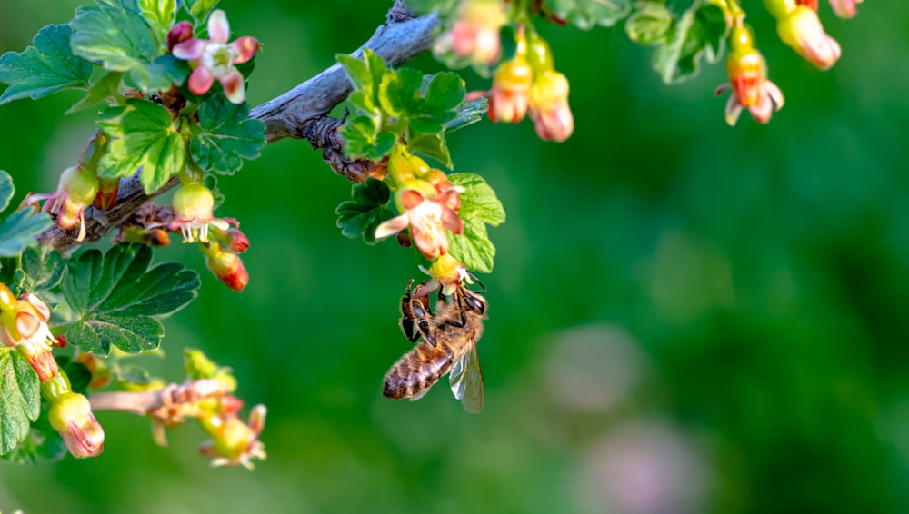 a close up of a bee on a flower