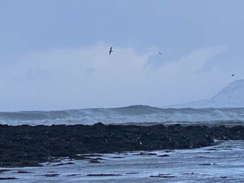 a bird flying over a body of water