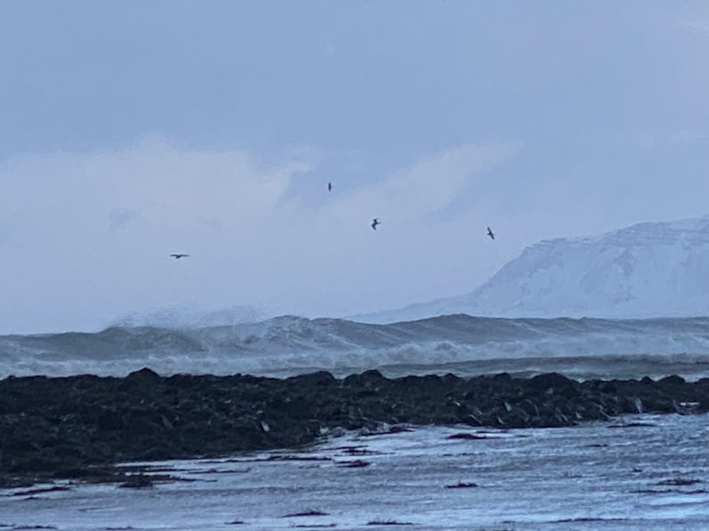 a group of birds flying over a body of water