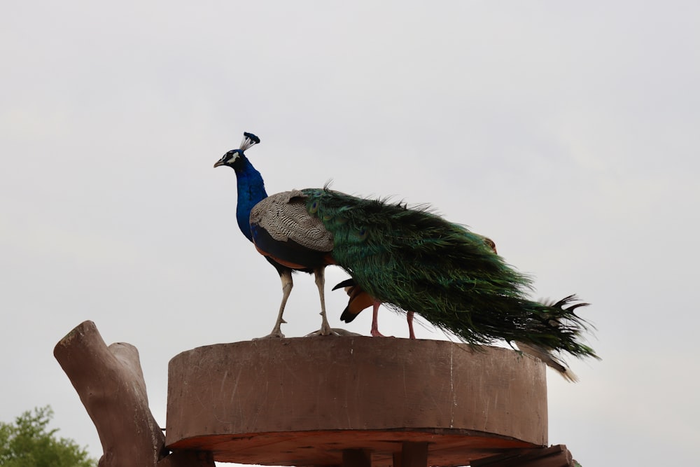 a peacock standing on top of a wooden structure