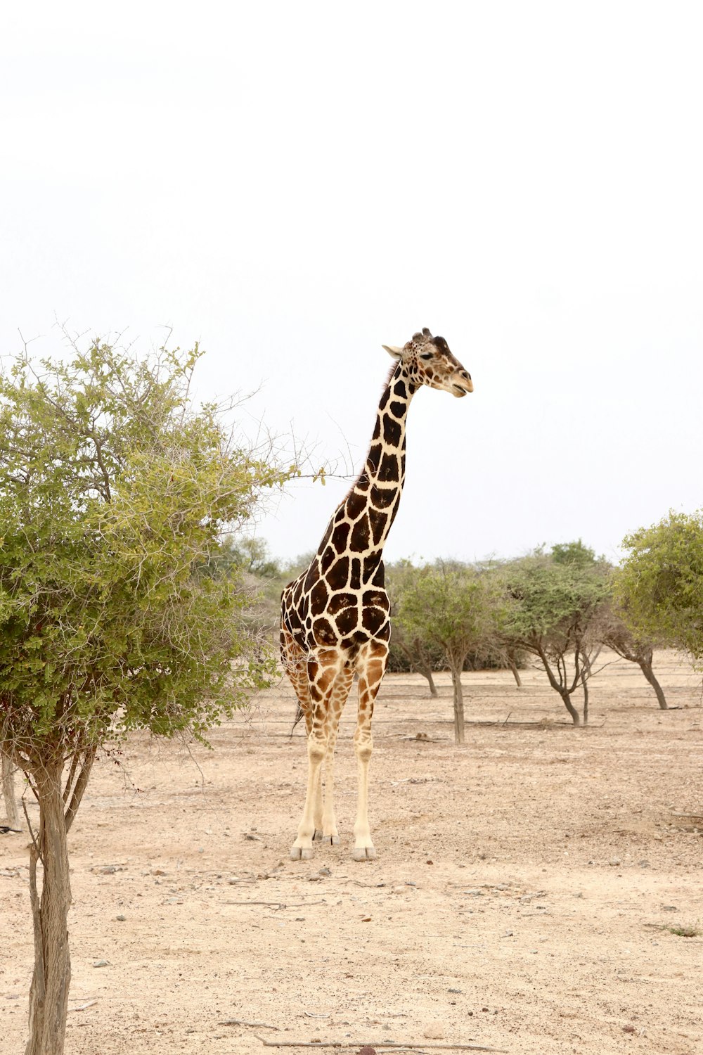 a giraffe standing next to a small tree