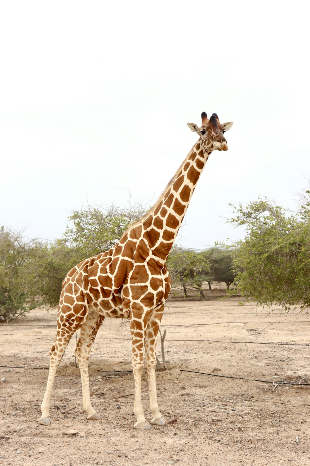 a giraffe standing in the middle of a dirt field