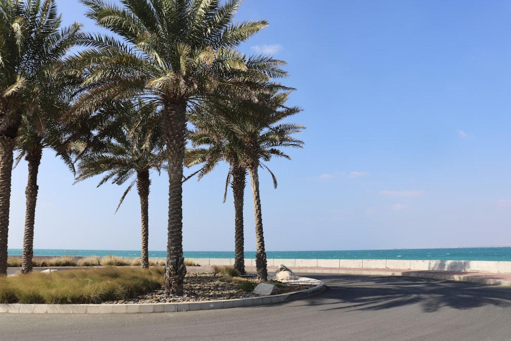 palm trees line a street near the ocean