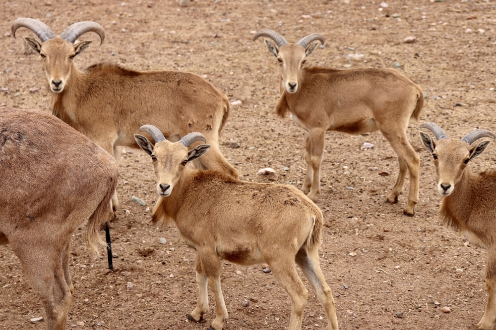 a herd of goats standing on top of a dirt field