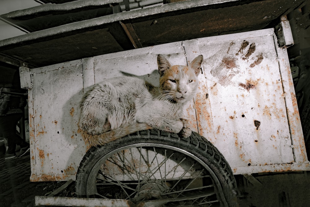 a cat is sitting on top of a tire