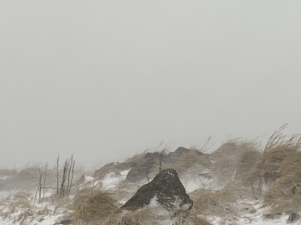 a person walking through a snowy field with an umbrella