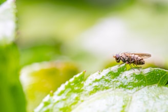 a fly sitting on top of a green leaf