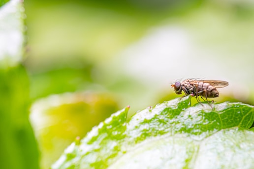 a fly sitting on top of a green leaf