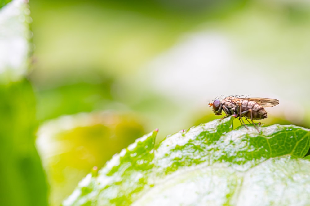 a fly sitting on top of a green leaf