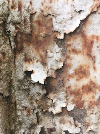 A close-up of a heavily rusted metal surface with peeling paint. The texture is rugged and uneven, with rust creating a mottled pattern of reddish-brown and white. Areas of erosion expose raw metal beneath the layer of paint, contributing to the aged appearance.