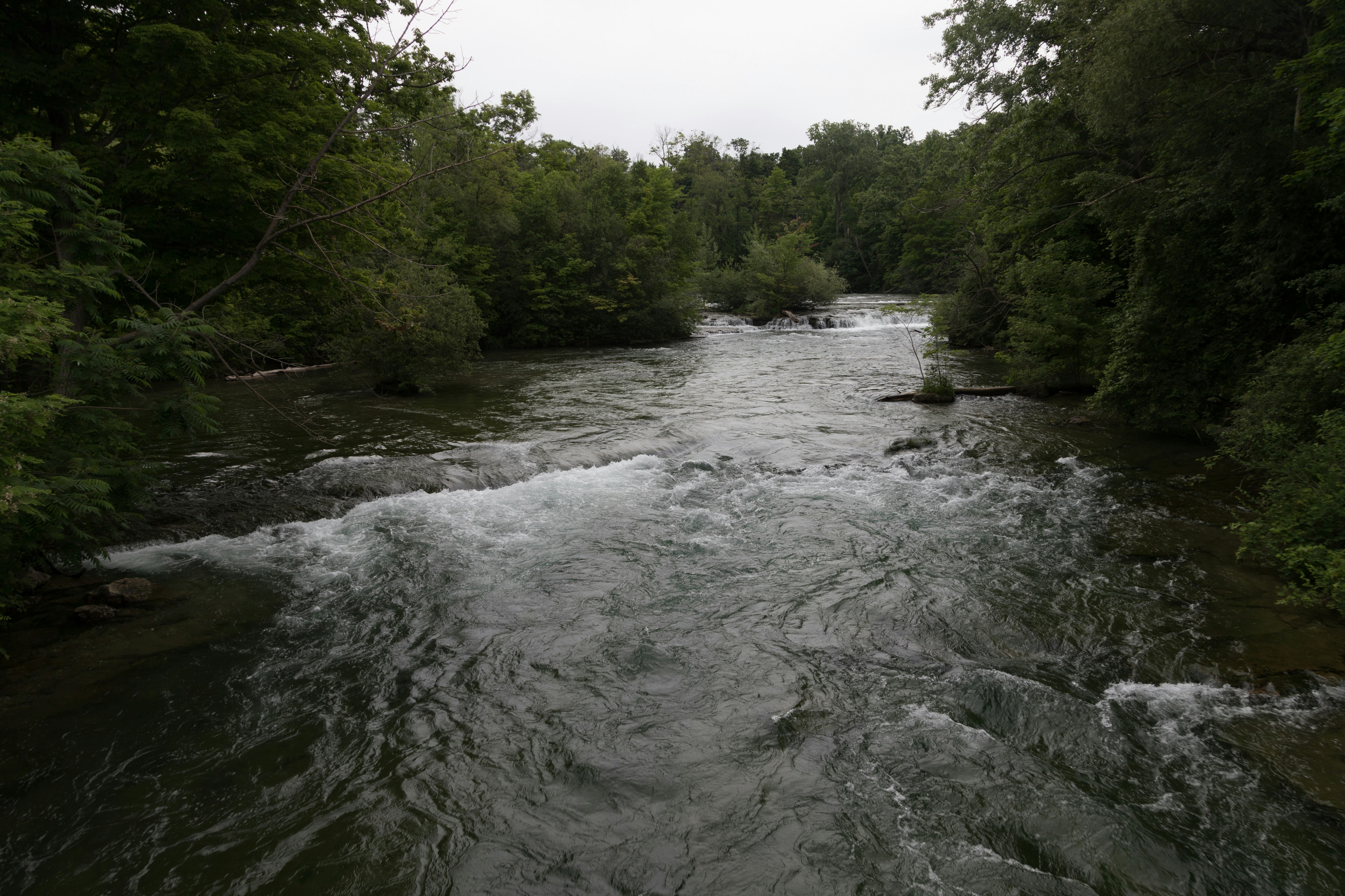 a river running through a lush green forest
