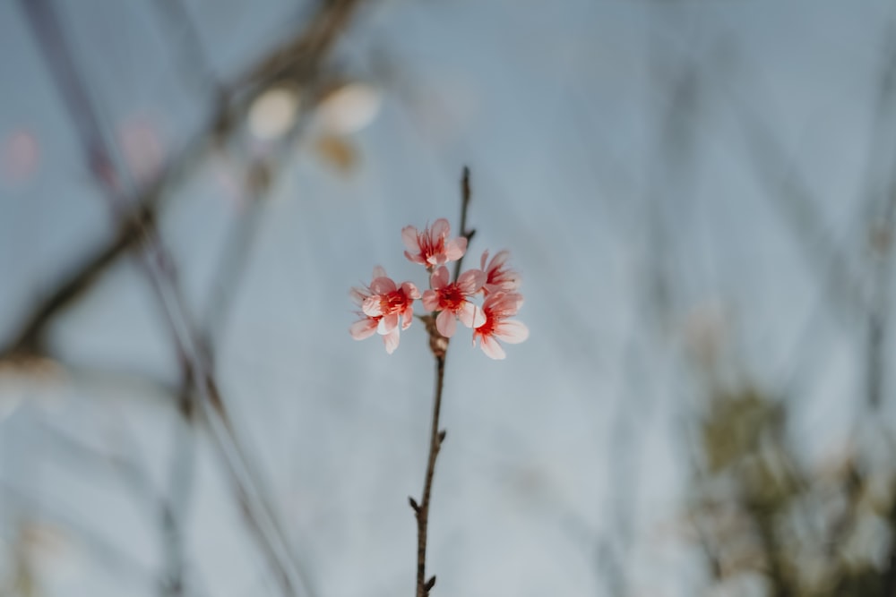 a branch of a tree with red and white flowers