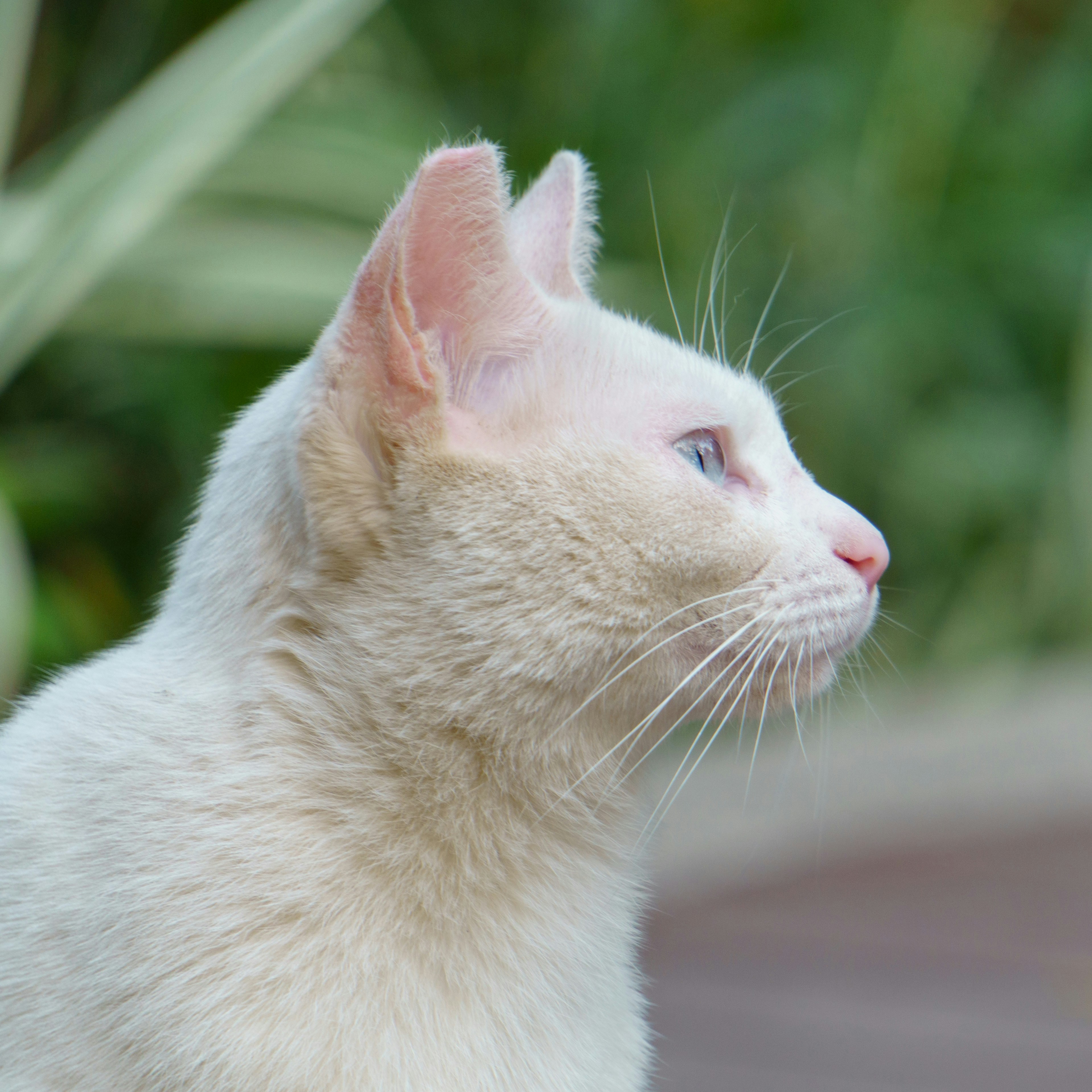 Oriental Shorthair: The Sleek Allergy Solution (image credits: unsplash)
