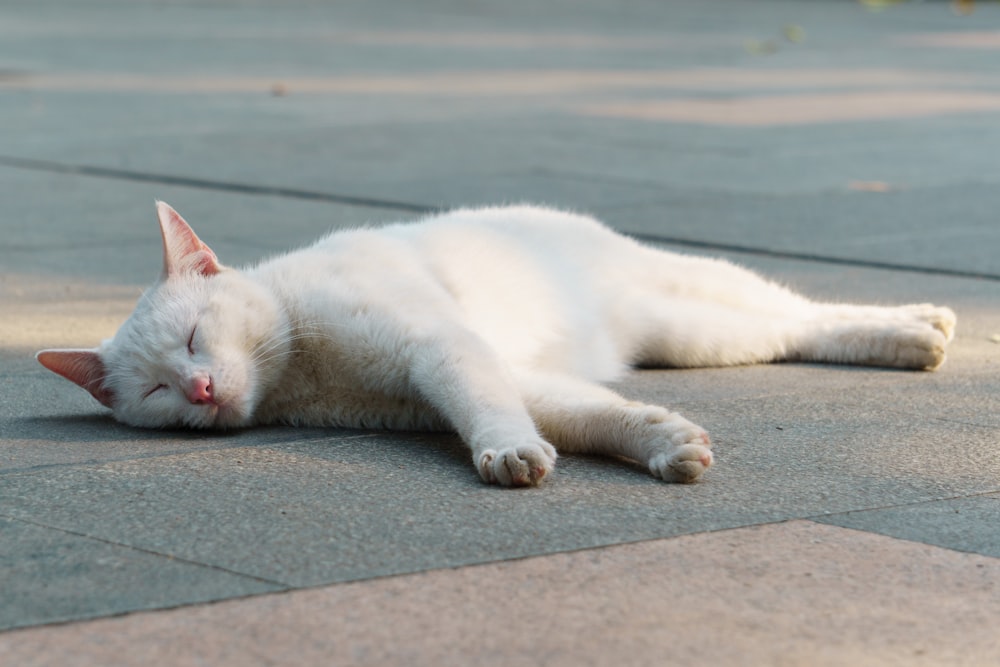 a white cat is sleeping on the ground