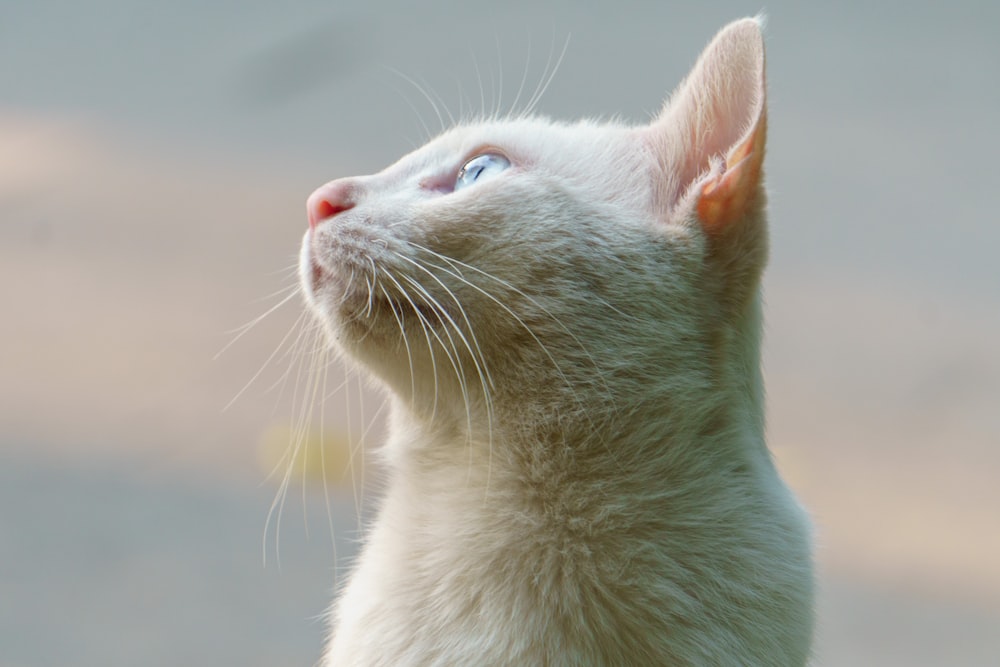 a close up of a white cat looking up