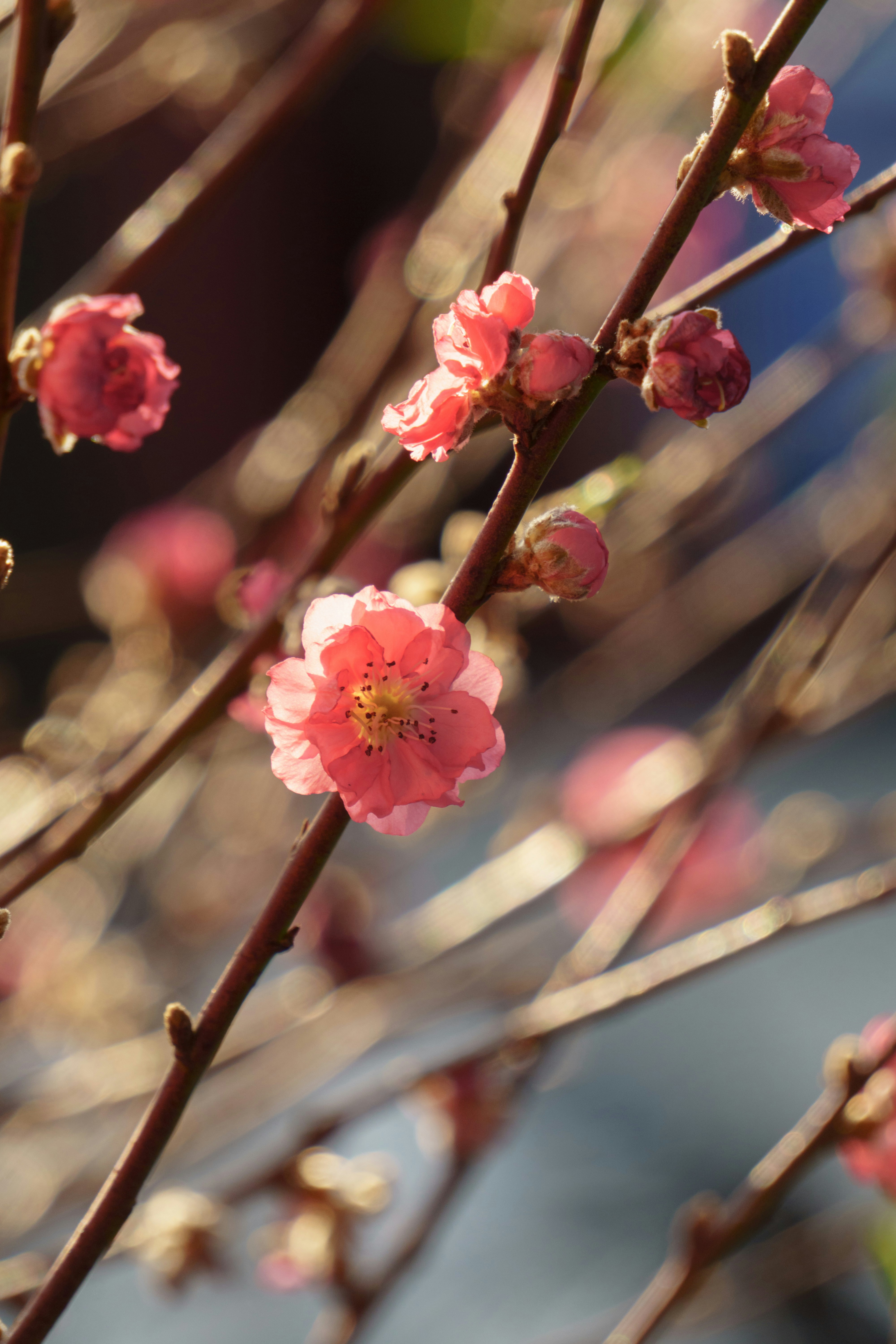 Delicate Blossom Painting