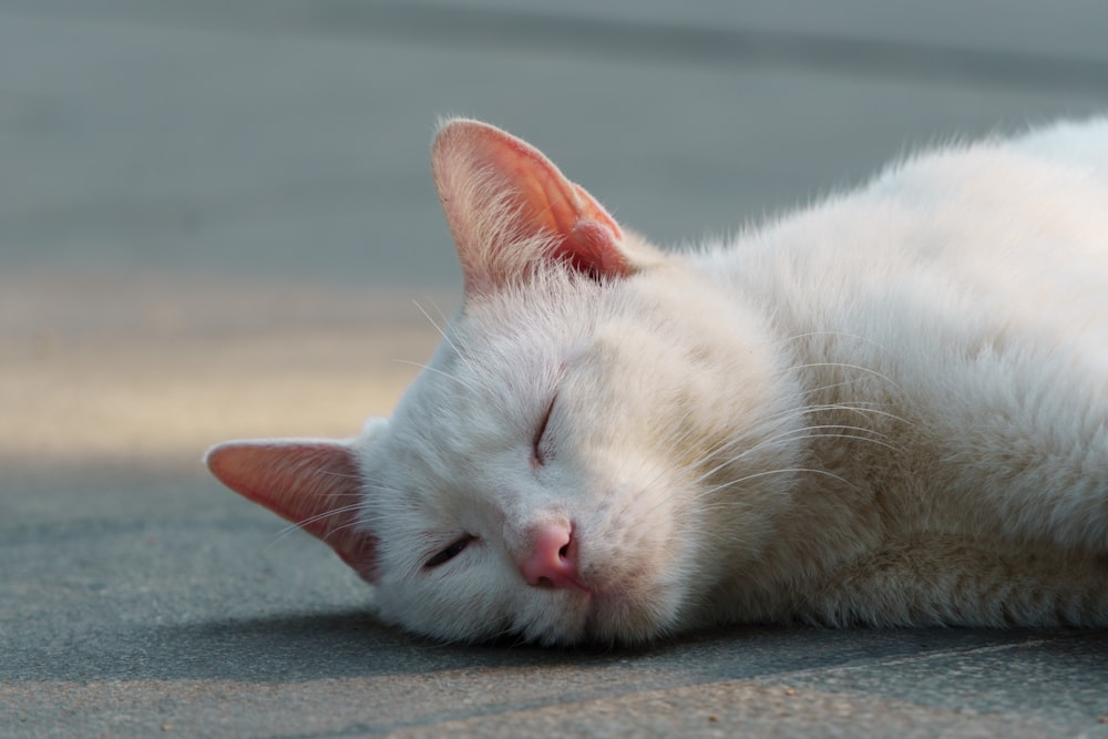 a white cat is sleeping on the ground