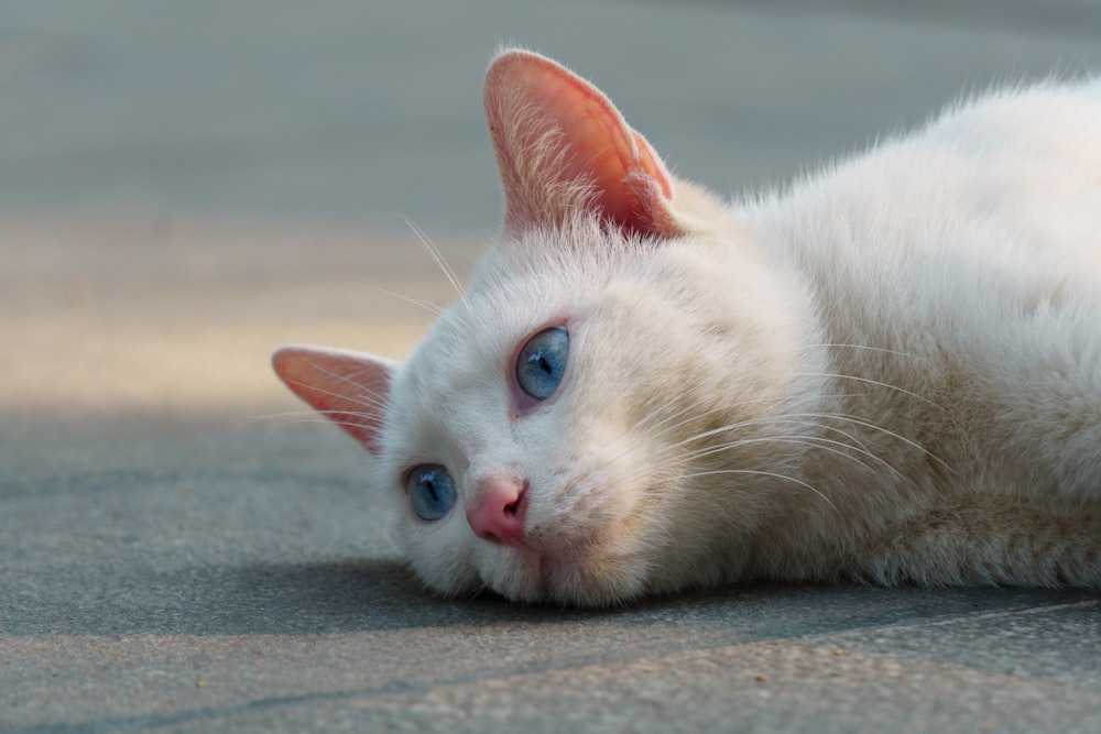 a white cat with blue eyes laying on the ground