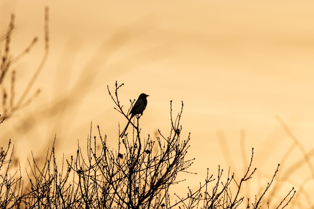 a bird sitting on top of a tree branch