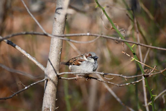 A close-up of a sparrow perched delicately on a blossoming tree branch.