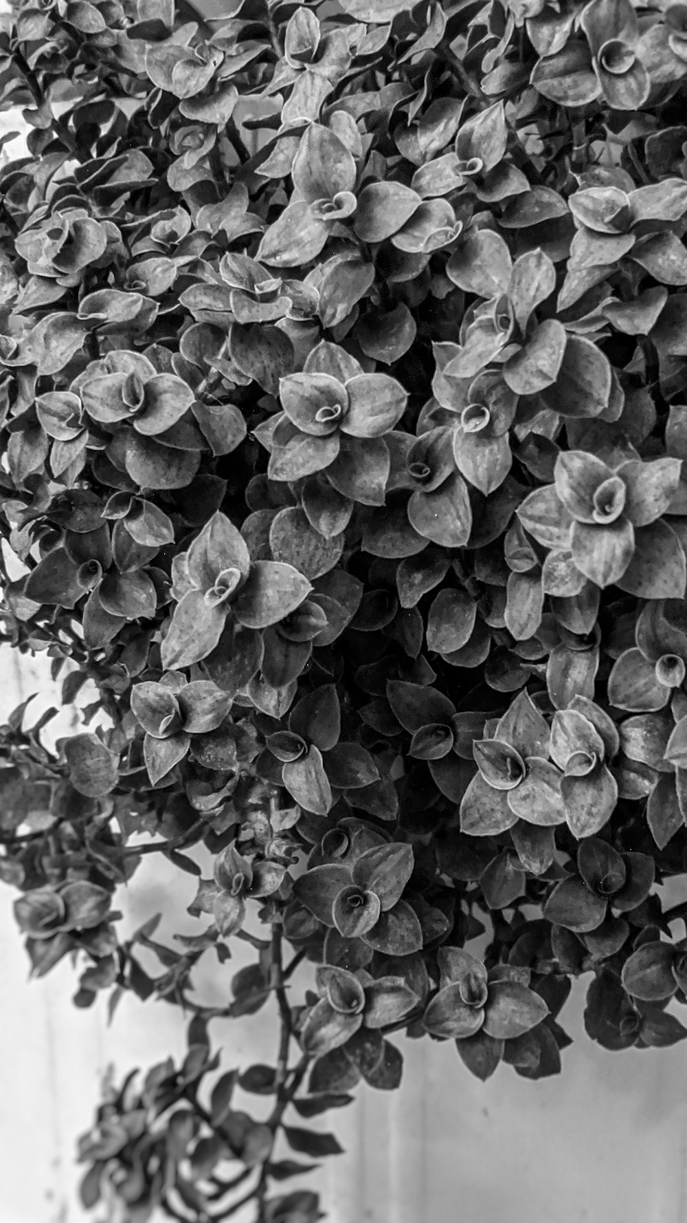 a black and white photo of a bunch of flowers