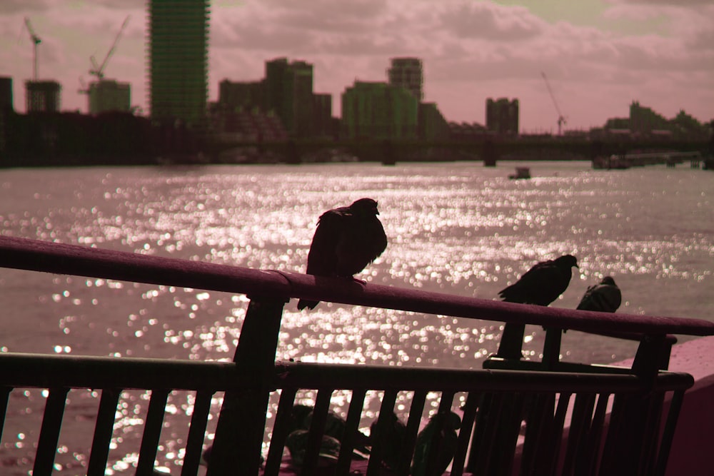 a couple of birds sitting on top of a metal rail