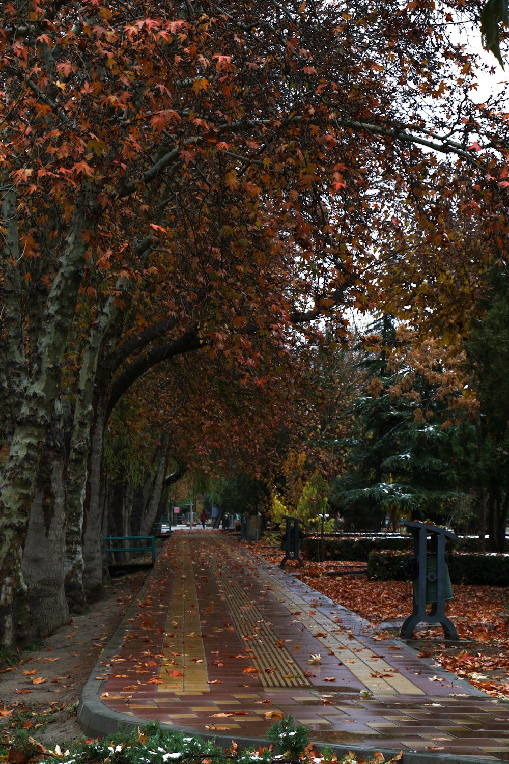 a tree lined sidewalk in a park with leaves on the ground