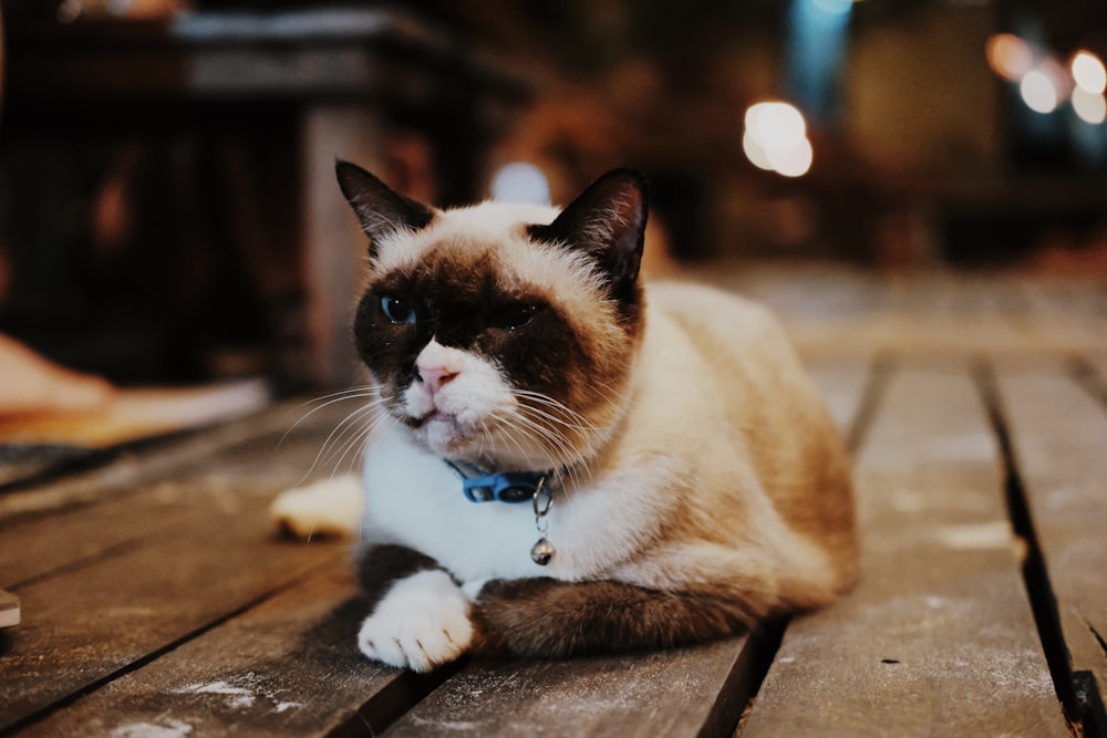 a brown and white cat sitting on top of a wooden table