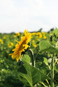 Girasoles