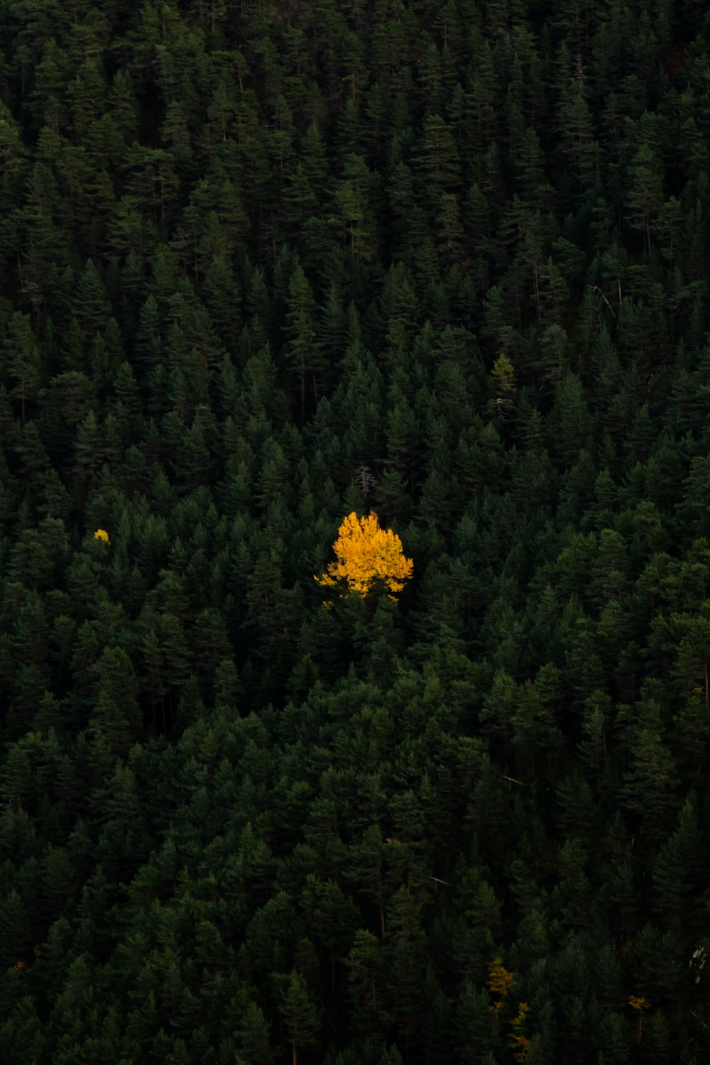 a yellow tree in the middle of a forest