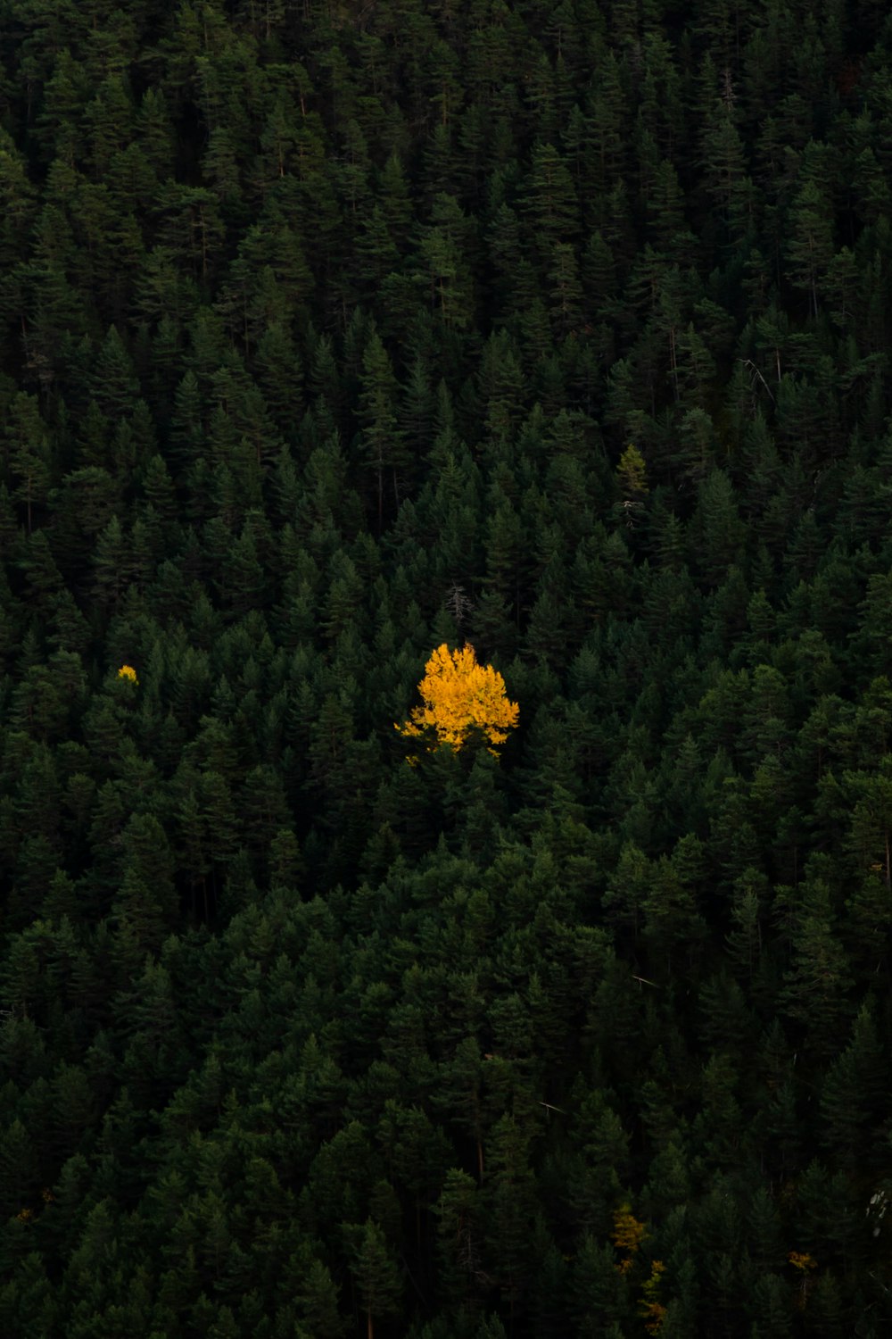 Ein gelber Baum mitten im Wald