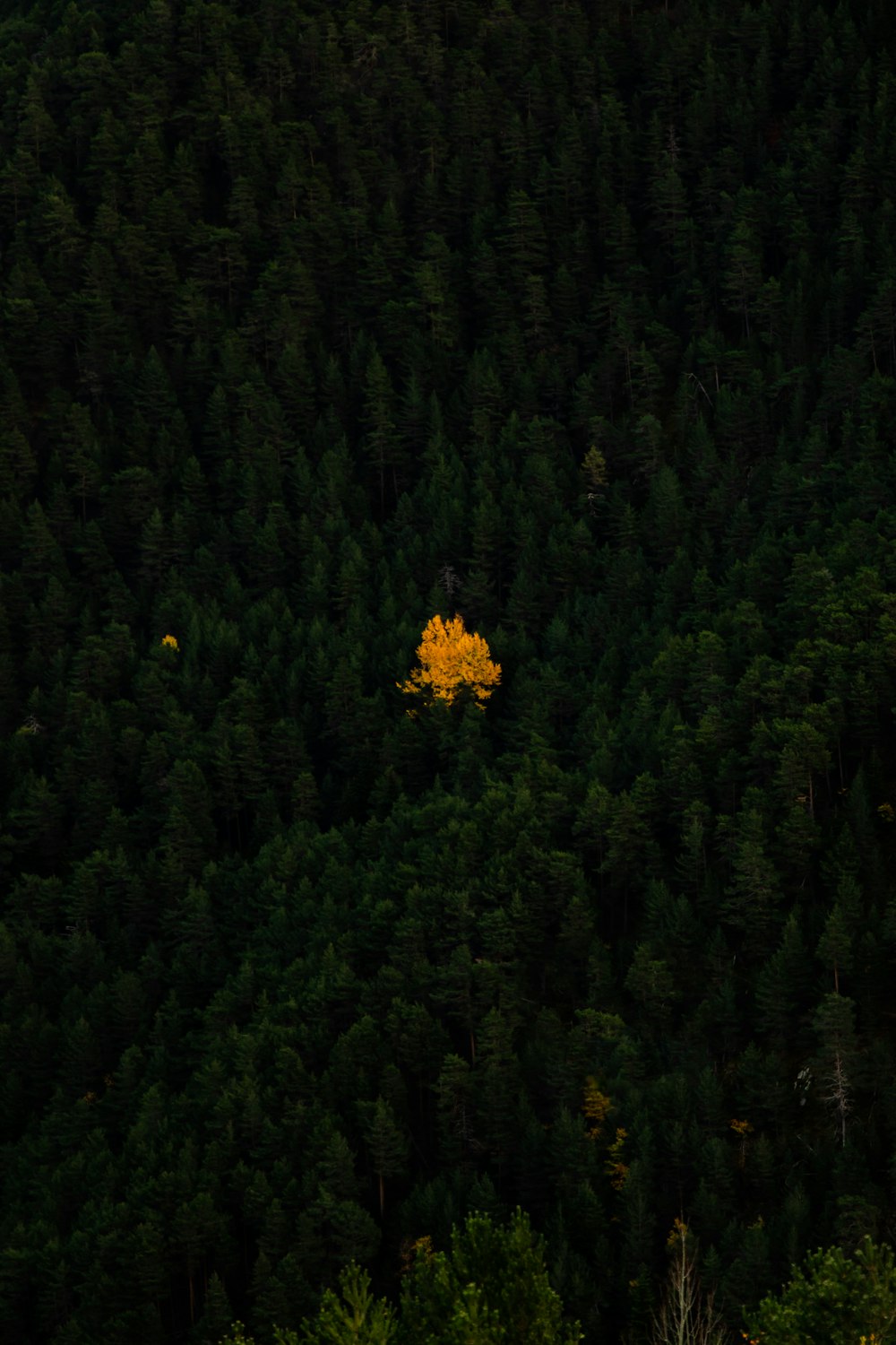 a yellow tree in the middle of a forest