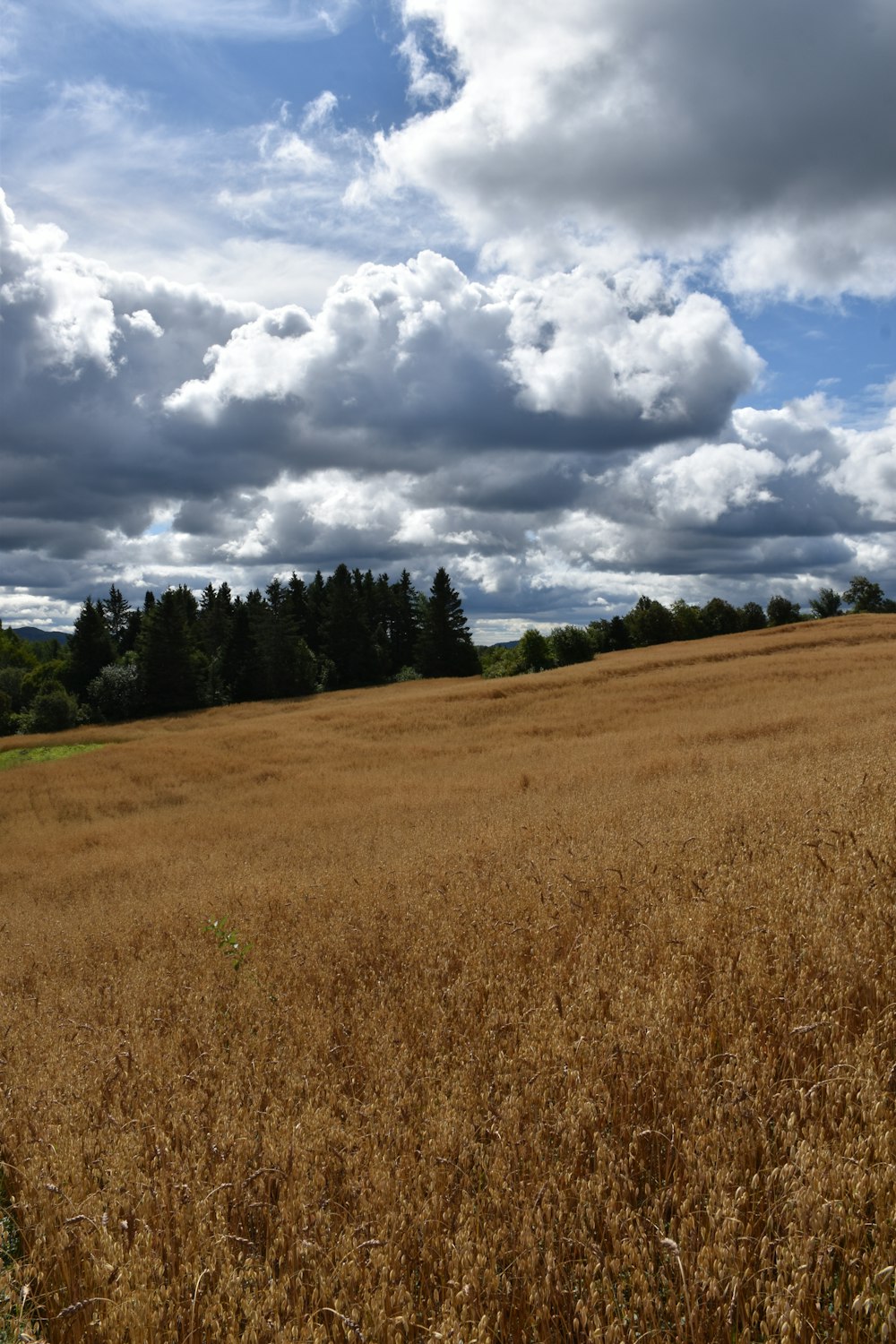 a large field of brown grass under a cloudy sky